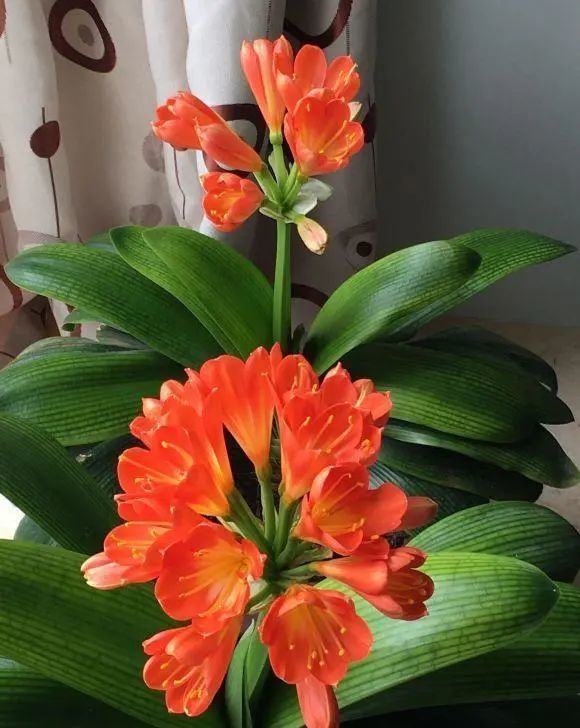 施肥|秋天给君子兰施肥，好处有3，预防夹箭，叶子油亮，开花更大