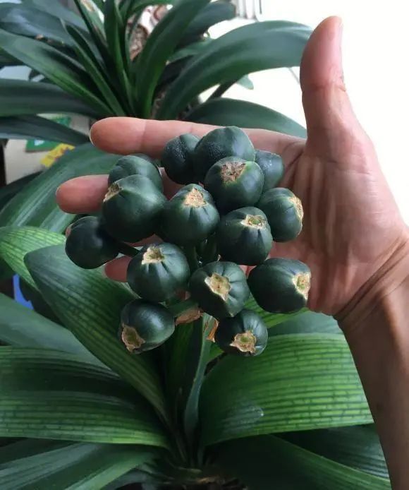 施肥|秋天给君子兰施肥，好处有3，预防夹箭，叶子油亮，开花更大