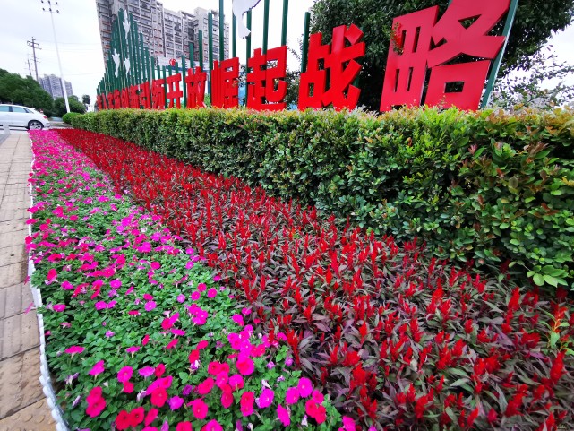 20万盆鲜花点缀重点路口雨花区道路花化彩化行动迎佳节