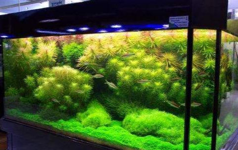 观赏鱼总养不活 是这事没做到位 养鱼前把它做好 鱼也能养好 水质