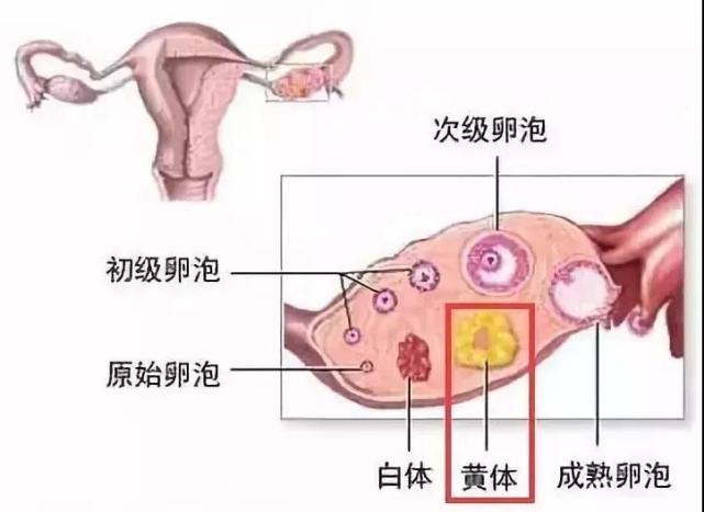 保胎神药黄体酮可能只是安慰剂