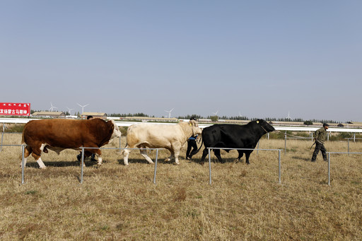 展示优良品种牛9月27日,首届内蒙古赛牛节在鸿安牛业大庙牛羊交易市场