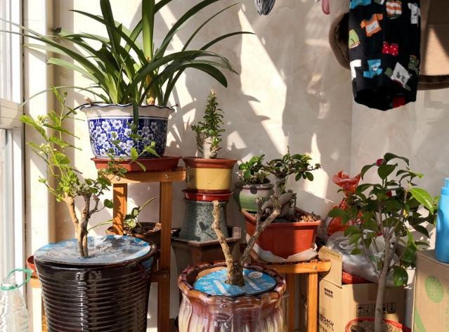 异味|养花：秋季就用它们制作肥料，没有异味！肥效温和且持久！