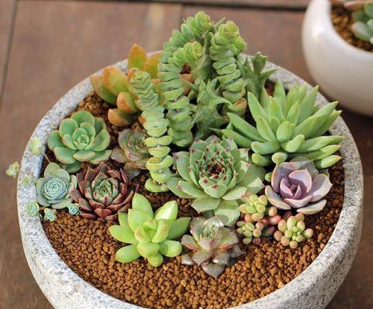 异味|养花：秋季就用它们制作肥料，没有异味！肥效温和且持久！