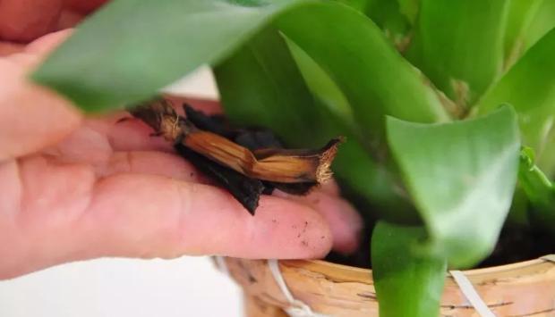 异味|养花：秋季就用它们制作肥料，没有异味！肥效温和且持久！