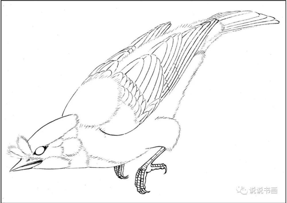 多種鳥類國畫設色詳細步驟 附視頻講解 美味舌尖料理