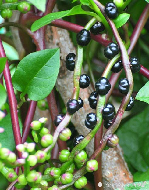 落葵:木耳菜,果实拿来做墨水,城里换个名字竟然成受欢迎的蔬菜