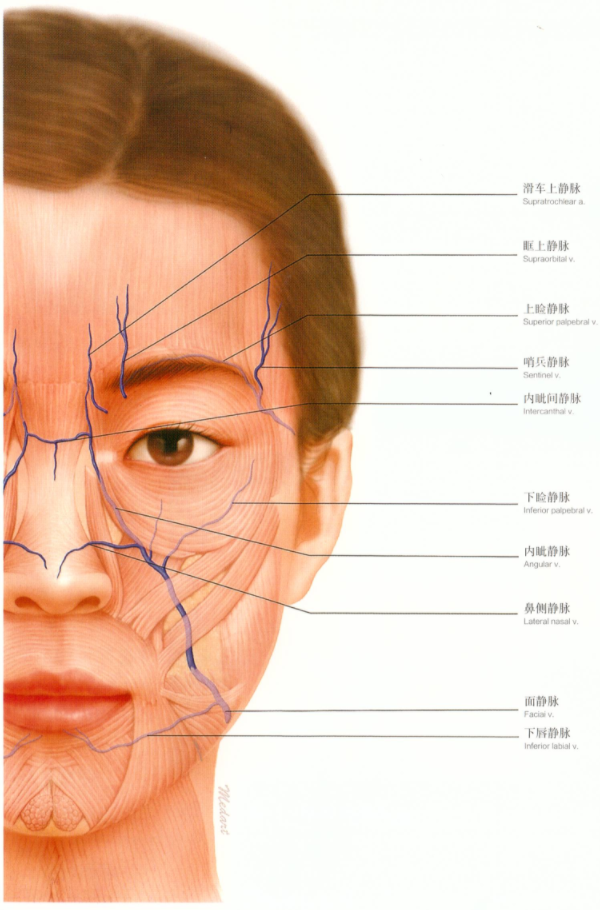 微整形面部注射解刨血管及其分布!
