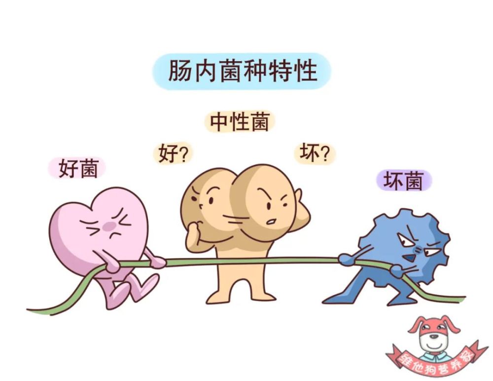 老是腹泻放臭屁肠道的健康调理必须先了解这4个问题