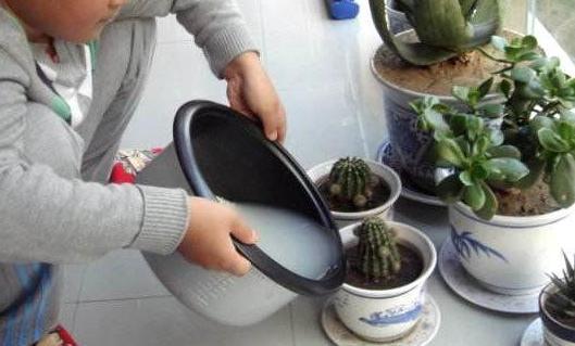 淘米水浇花甭大意,随便!学会正确用法,养花才能盆盆长得旺_腾讯新闻