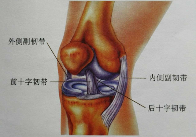 容易受伤的膝盖 我该如何保护你 膝盖 膝关节 跑步膝 膝关节损伤 跑步