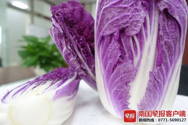 在广西现代立新农业科技有限公司的蔬菜种植基地里,种有紫色圣女果和