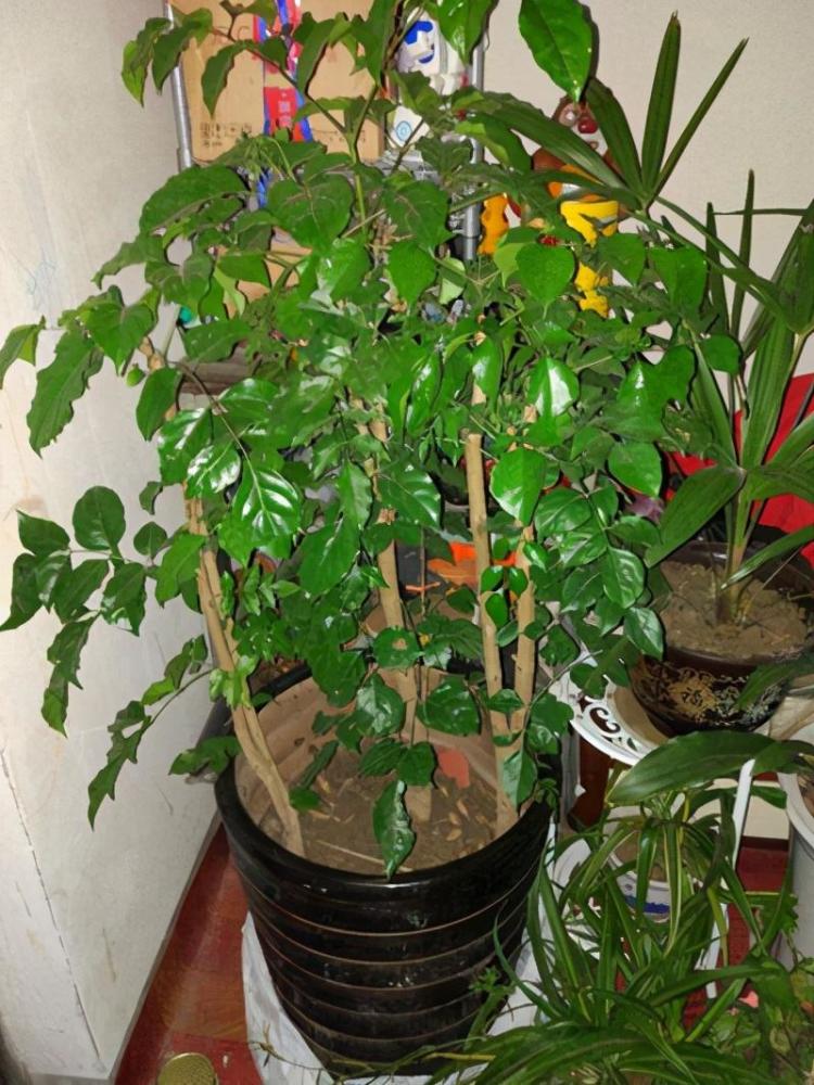 幸福树不仅是观叶树,养久了还能开出幸运花,你见过吗?_腾讯新闻