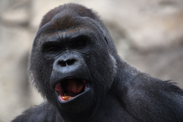 西班牙动物园400斤大猩猩冲破3道安全门咬人饲养员命垂一线