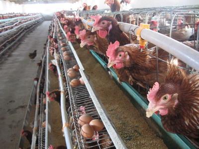 炸群|鸡逢产蛋期，喂养有8忌！你都知道吗？