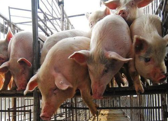 重庆|千真万确！重庆市这的鸭肉、猪肉都不能吃，其中原因值得一看！