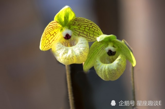 10月1日 31日星座运势 双子思路清晰 天秤充满激情 水瓶水到渠成 双子座 天秤座 星座运势