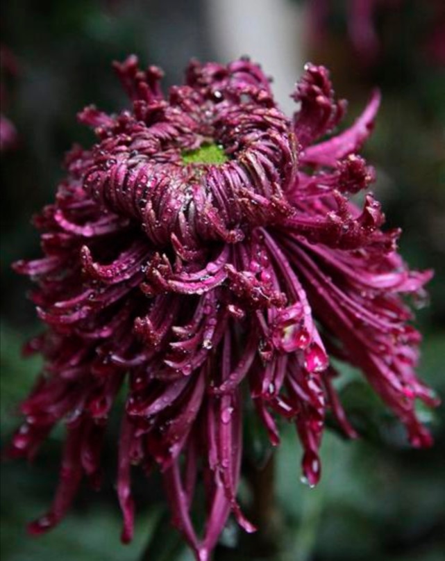 天高云淡 秋高气爽 欲到菊花开花时 应该怎样管理 菊花