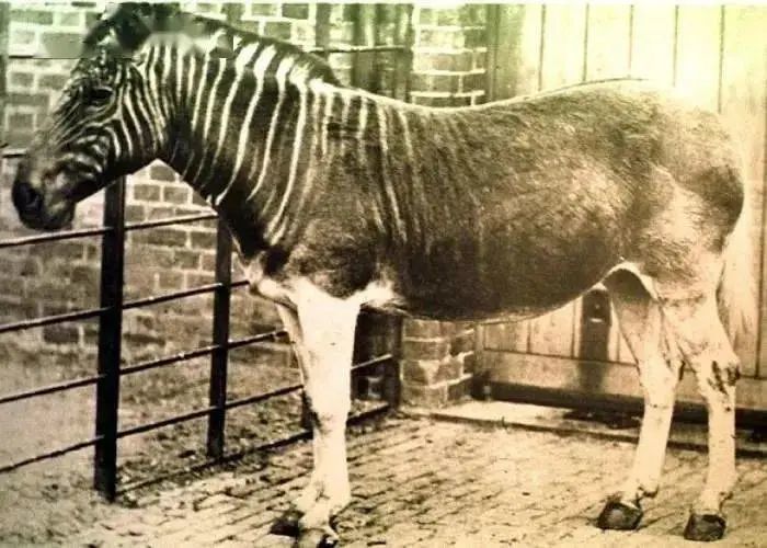 斑马|斑马大家都知道，那你知道斑驴嘛？