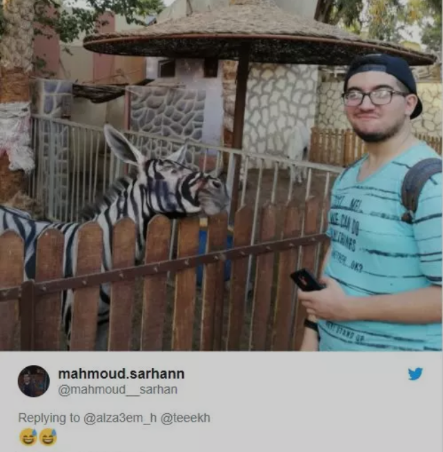 斑马|斑马大家都知道，那你知道斑驴嘛？