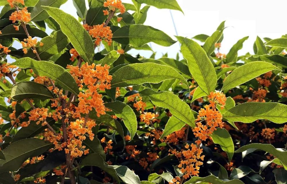 临安有这些赏桂好去处……_腾讯新闻