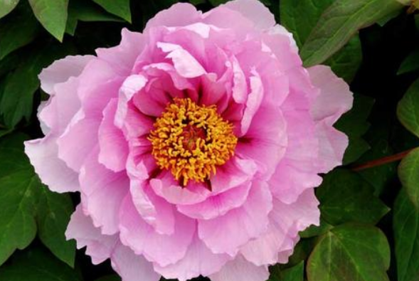 天生"懒婆娘"的3大生肖女,却命很好,人懒却受宠,懒人有懒福