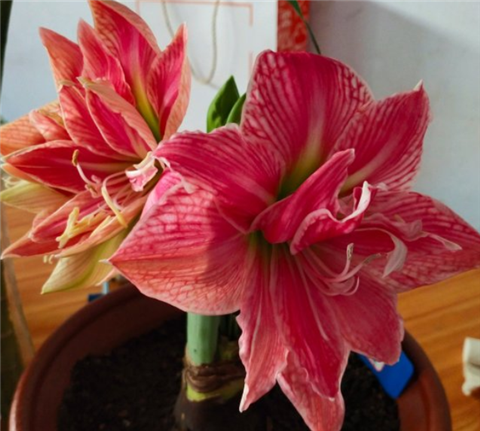 养5种花 入秋翻盆分株 叶绿根壮盆盆爆 腾讯新闻