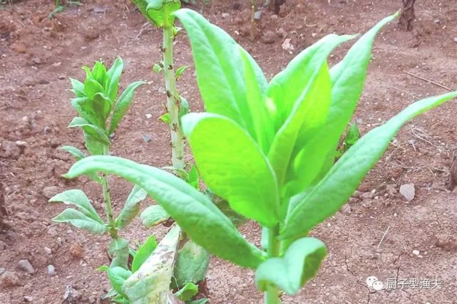 野麻菜养鱼效果让人惊奇