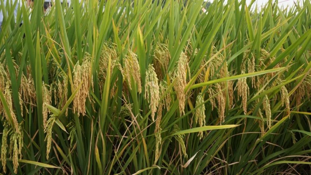 袁隆平水稻的雄性不孕性