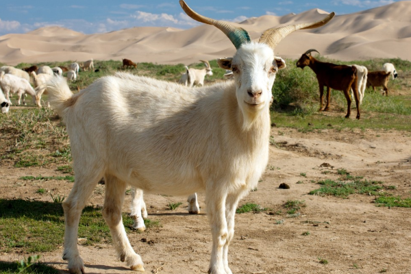 生肖羊 多长个心眼 11月特别重要 是你人生最大的 转运月 生肖羊 贵人 财神 运势