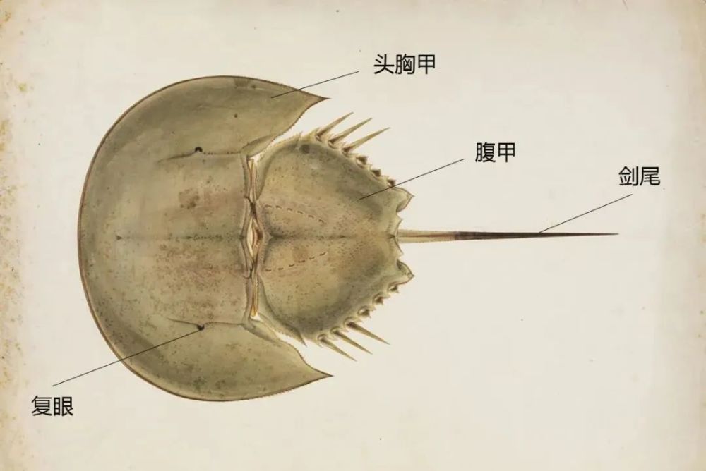 雄鲎|对蓝血生物来说，蓝星是最好的家园吗？