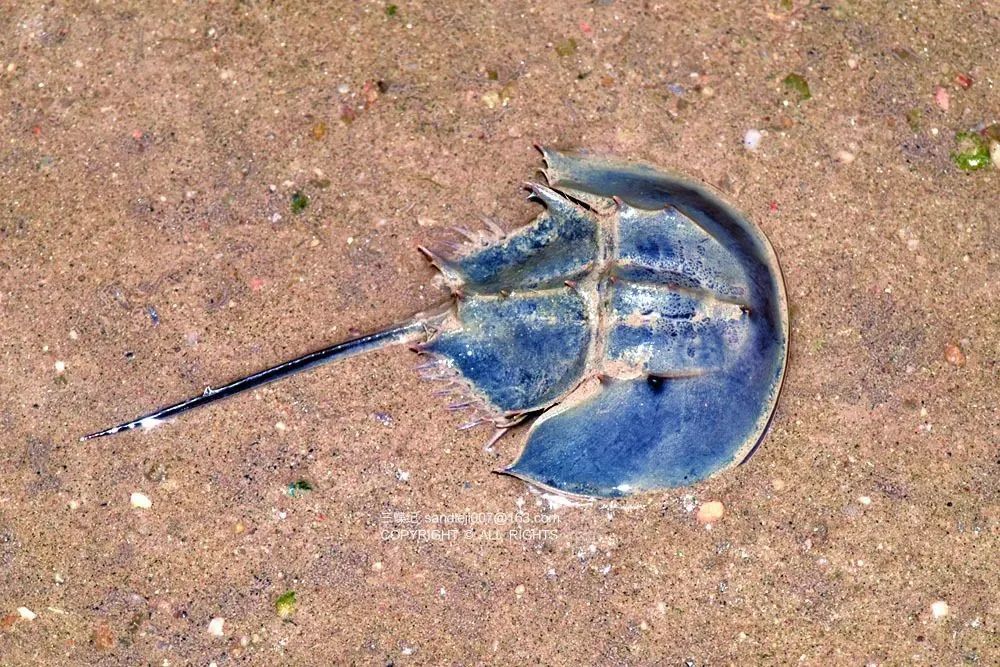 雄鲎|对蓝血生物来说，蓝星是最好的家园吗？