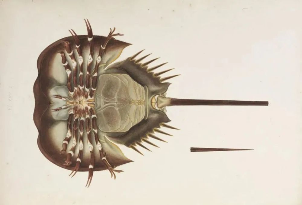 雄鲎|对蓝血生物来说，蓝星是最好的家园吗？