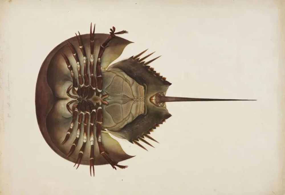 雄鲎|对蓝血生物来说，蓝星是最好的家园吗？