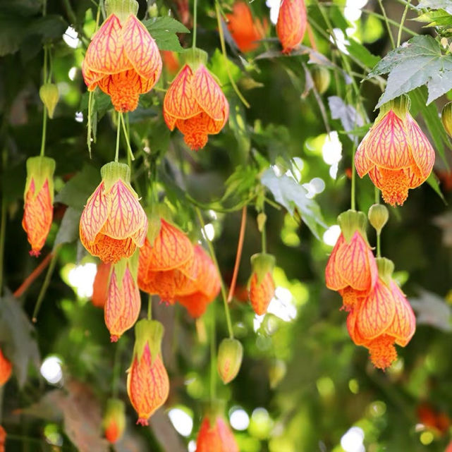 4种垂吊花看一眼就会爱上家里养几盆美如仙境