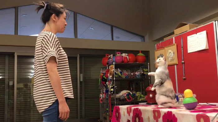 喵星人|喵星人首次在科学实验中表现出模仿能力