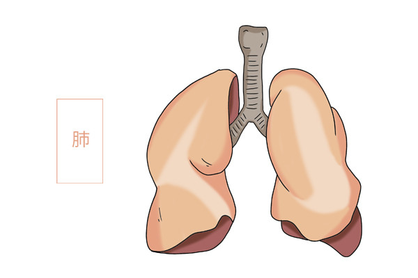 秋季想要肺好，坚持用两物泡水喝