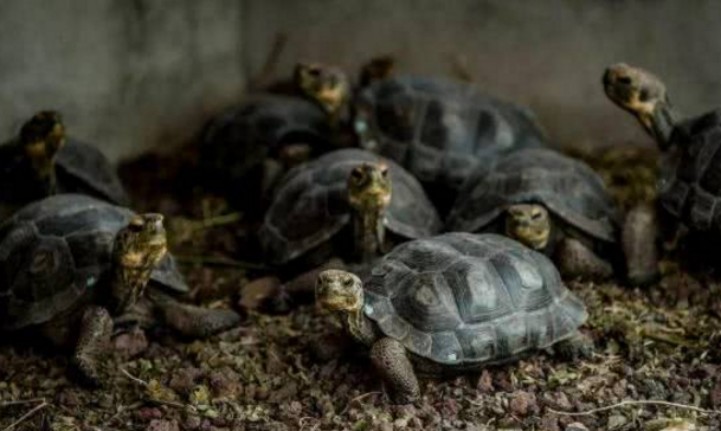 平塔岛象龟|动物活着的目标是什么？研究发现，繁衍后代是它们的目标之一