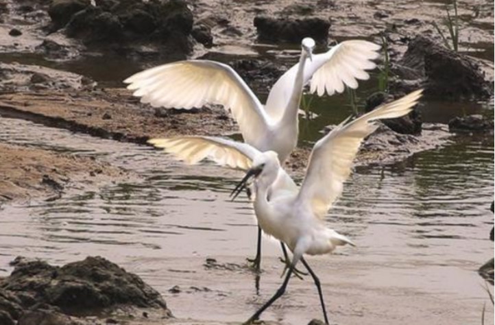 平塔岛象龟|动物活着的目标是什么？研究发现，繁衍后代是它们的目标之一