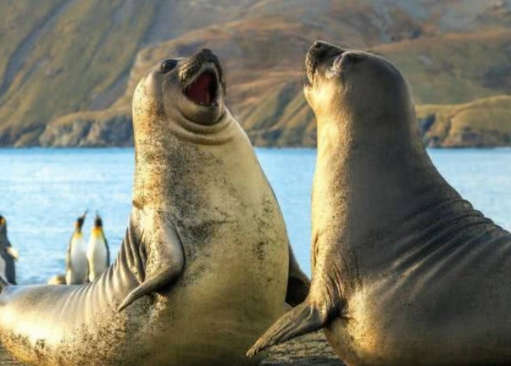 平塔岛象龟|动物活着的目标是什么？研究发现，繁衍后代是它们的目标之一