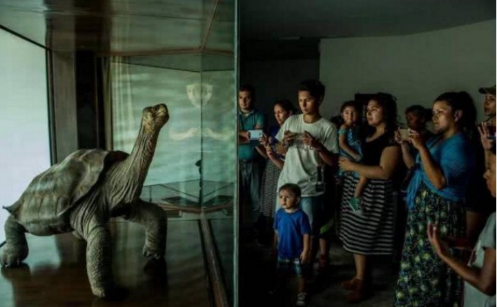 平塔岛象龟|动物活着的目标是什么？研究发现，繁衍后代是它们的目标之一