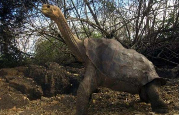 平塔岛象龟|动物活着的目标是什么？研究发现，繁衍后代是它们的目标之一