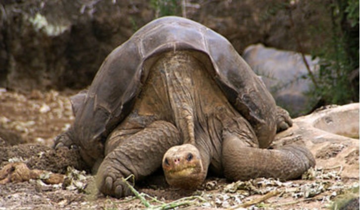 平塔岛象龟|动物活着的目标是什么？研究发现，繁衍后代是它们的目标之一
