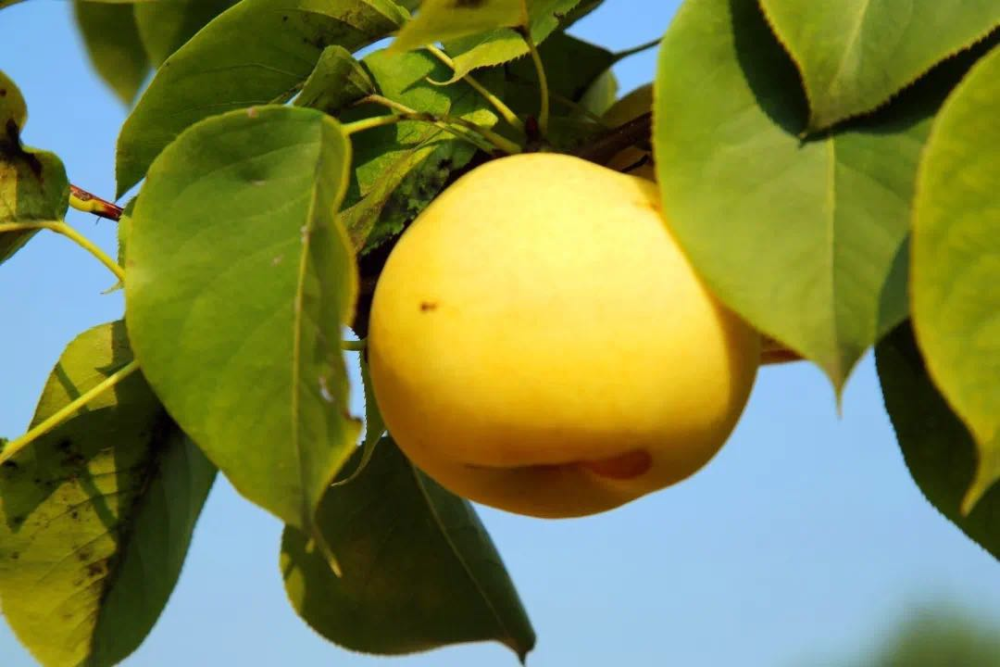 苹果园|黄峪口村的“水果之王”成熟啦，等你来摘！