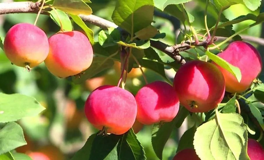 苹果园|黄峪口村的“水果之王”成熟啦，等你来摘！