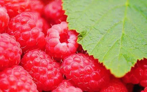 苹果园|黄峪口村的“水果之王”成熟啦，等你来摘！