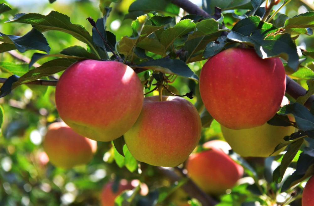 苹果园|黄峪口村的“水果之王”成熟啦，等你来摘！