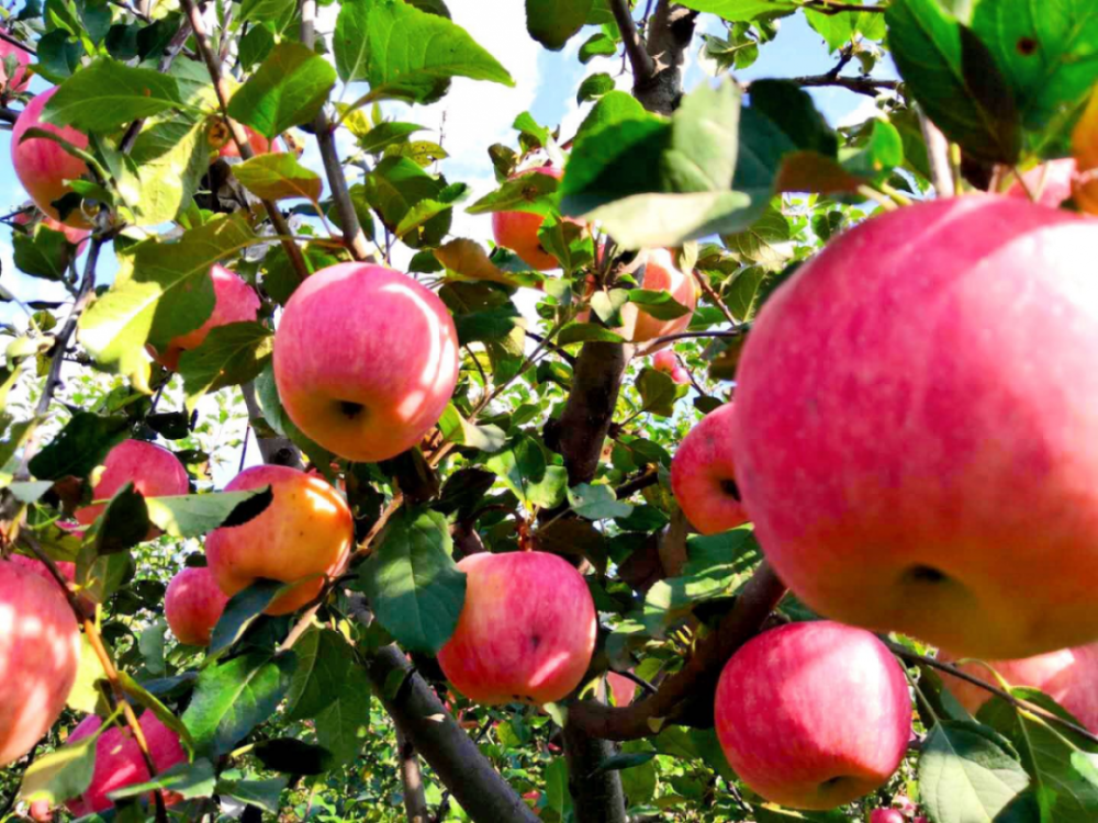 苹果园|黄峪口村的“水果之王”成熟啦，等你来摘！
