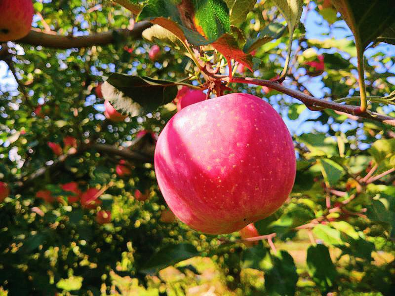 苹果园|黄峪口村的“水果之王”成熟啦，等你来摘！