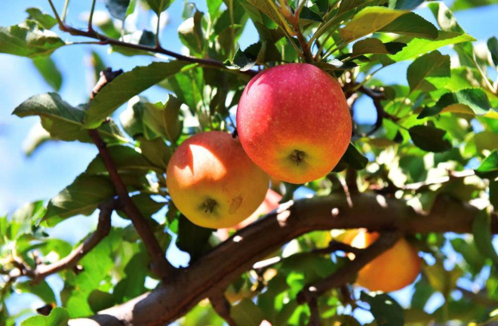 苹果园|黄峪口村的“水果之王”成熟啦，等你来摘！